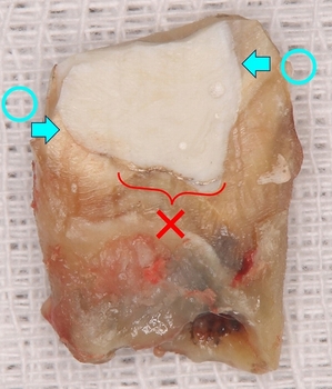 2025 EEdental TOS (1).jpg