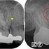 2025 EEdental SIM (2).jpg