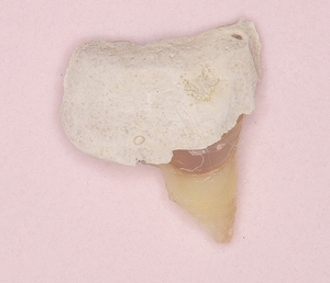 2025 EEdental MAA (2).jpg