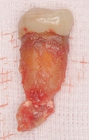 2025 EEdental NAM (4).jpg