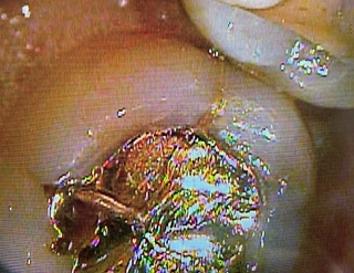 2026 EEdental HOY (1).jpg