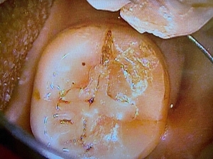 2026 EEdentalUSA.jpg