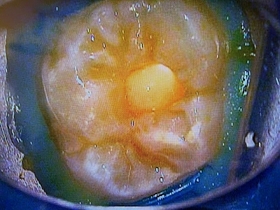 2025EEdental URI (6).jpg