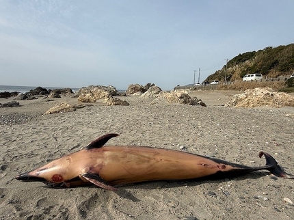 2026 EEdental IRU (1).jpg