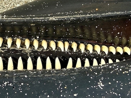 2026 EEdental IRU (3).jpg