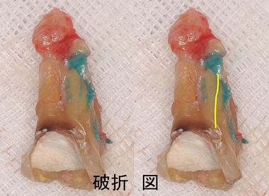 2026 EEdental IMA (1).jpg